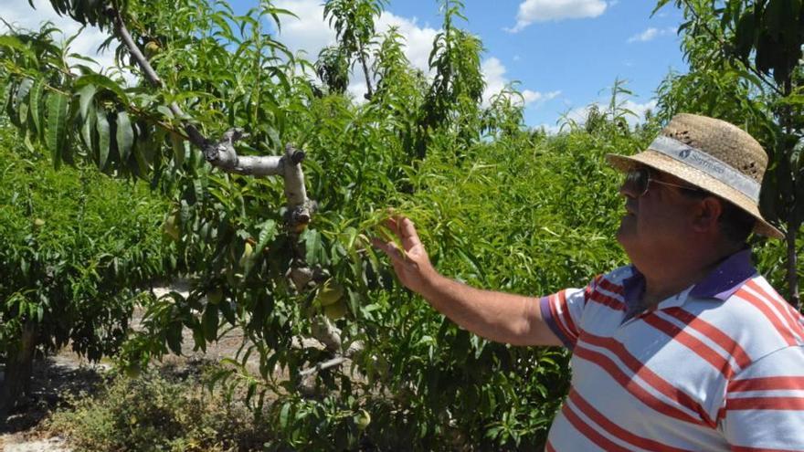 Los agricultores exigen ya al Gobierno el decreto de ayudas por las fuertes heladas