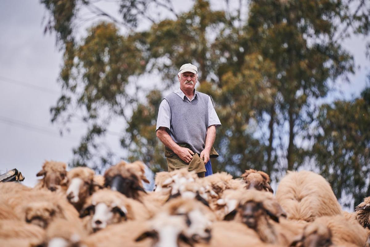 Francisco Díaz, rodeado de sus ovejas en el pueblo de Fontanales de Moya.