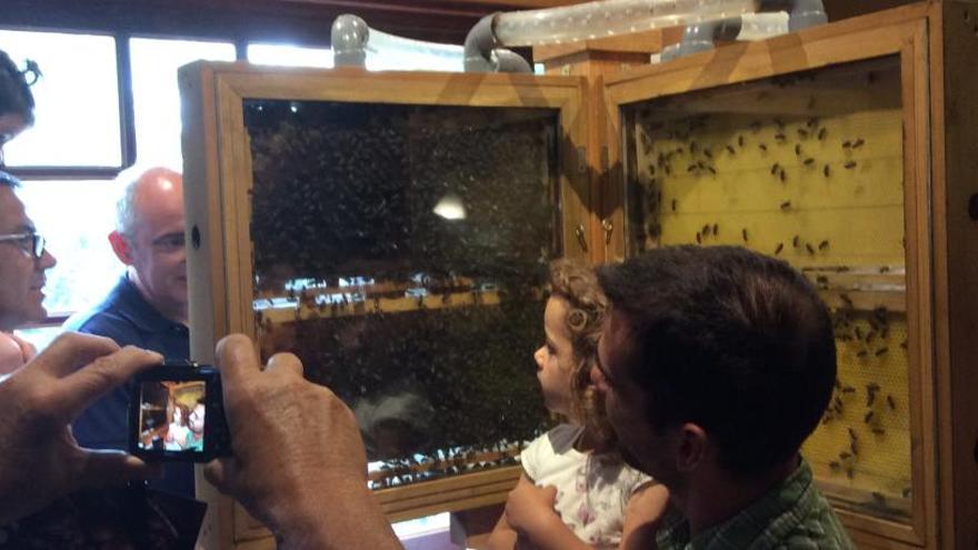 Veinte mil abejas al rescate de la biodiversidad del Montgó