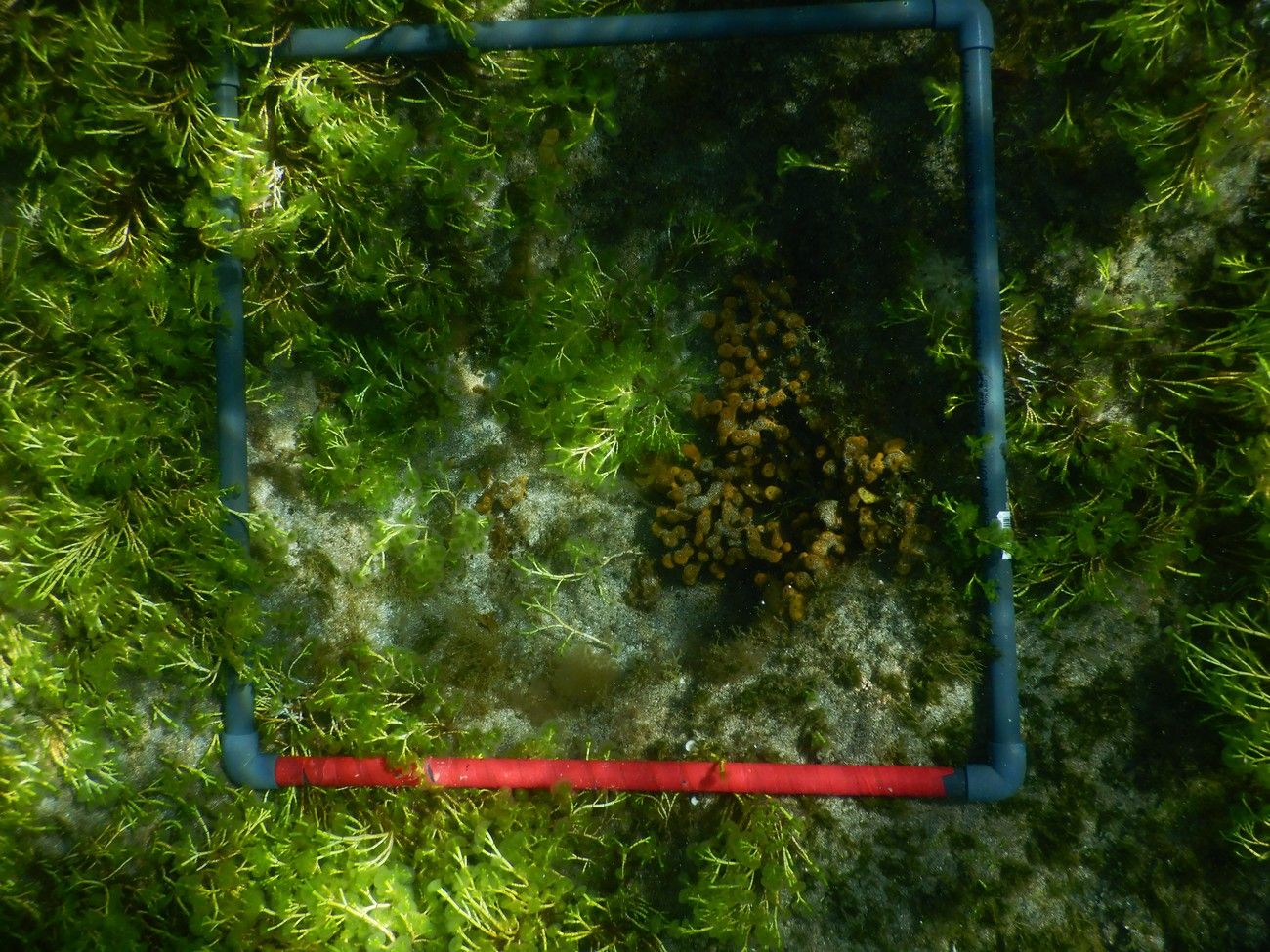 Las Canteras, guardería de biodiversidad marina