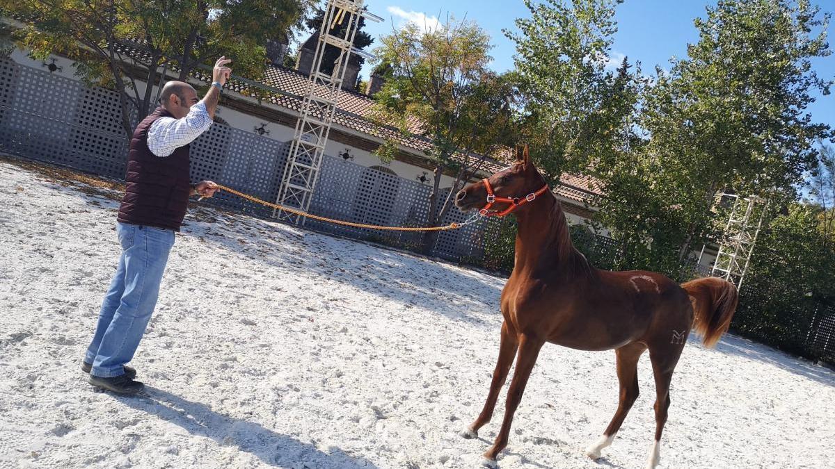 Más de 90 ejemplares concursan en el Campeonato Nacional de Caballos Árabes en Córdoba