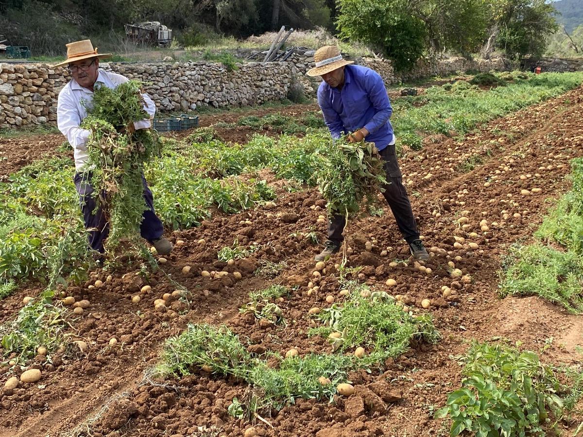 Galería: Así ha sido la presentación de la campaña de la 'patata vermella eivissenca' en Es Figueral Galería: Así ha sido la presentación de la campaña de la 'patata vermella eivissenca' en Es Figueral