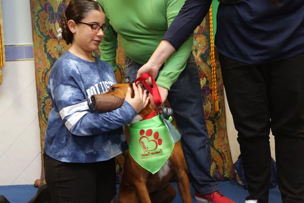 La primera falla canina de València