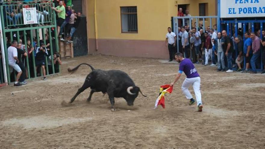 Las peñas de Almassora se involucran en las fiestas del Roser con 14 toros