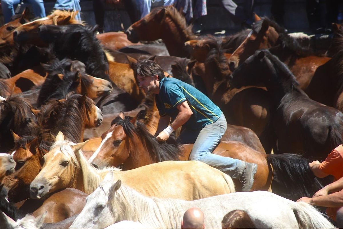 Rapa das bestas no curro de Sabucedo, na Estrada