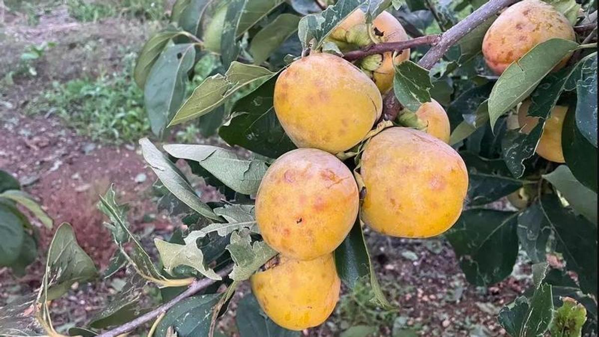 Caquis afectado por una tormenta que descargó granizo en Carlet y Massalavés.