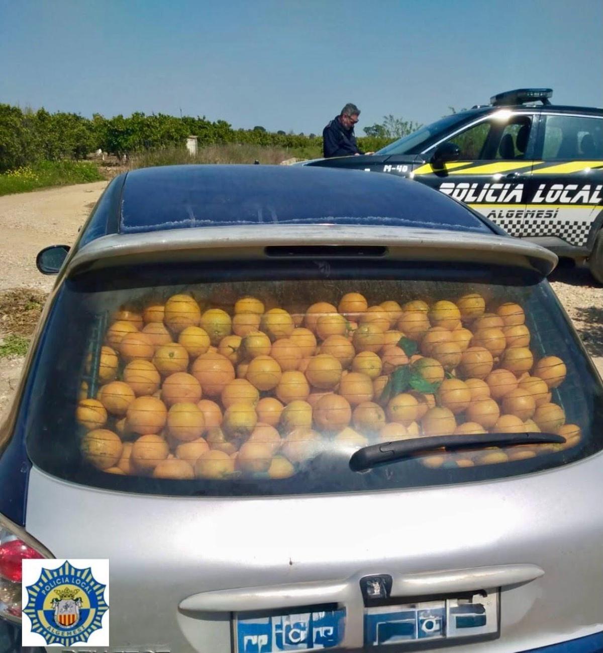Vehículo localizado por la Policía Local de Algemesí con 730 kg de naranjas sustraídas.