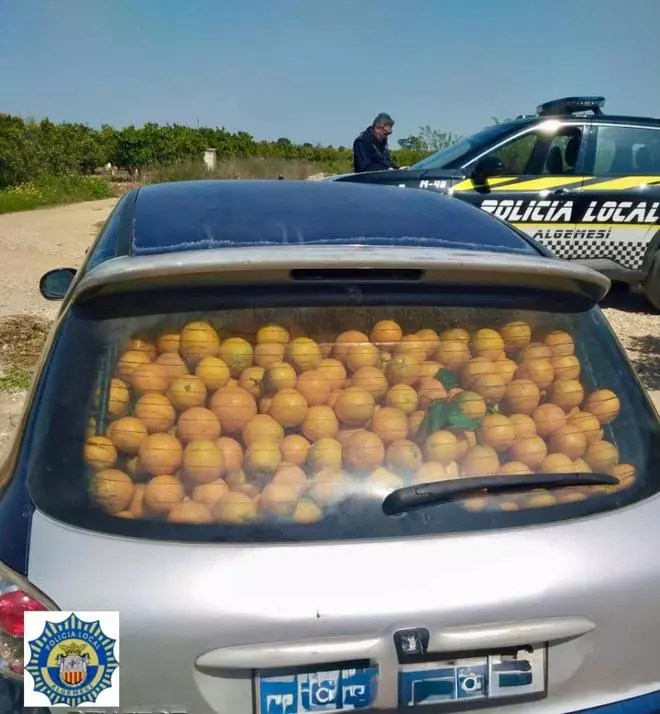 La Policía Local de Algemesí recupera en dos operaciones 730 kg de cítricos y objetos personales sustraídos