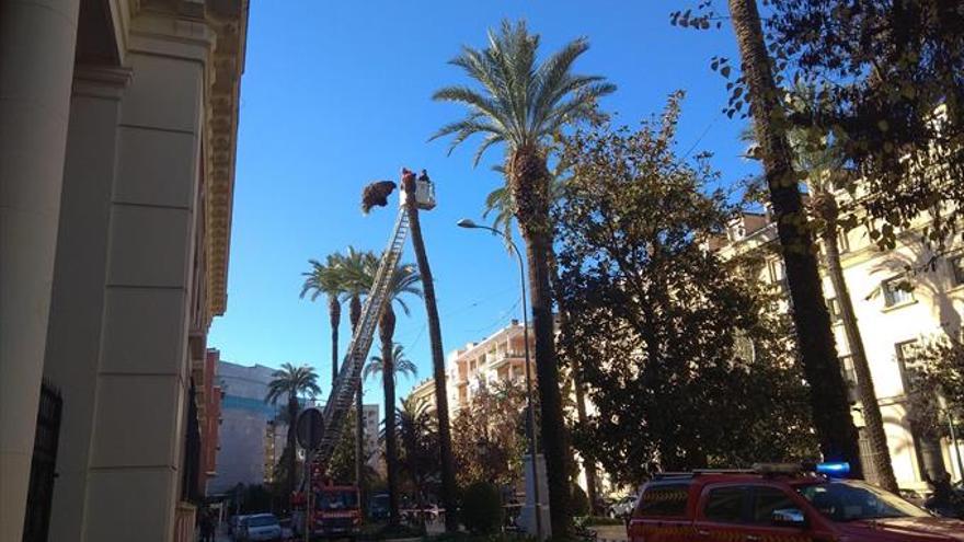 Cortan una palmera en la avenida de Huelva