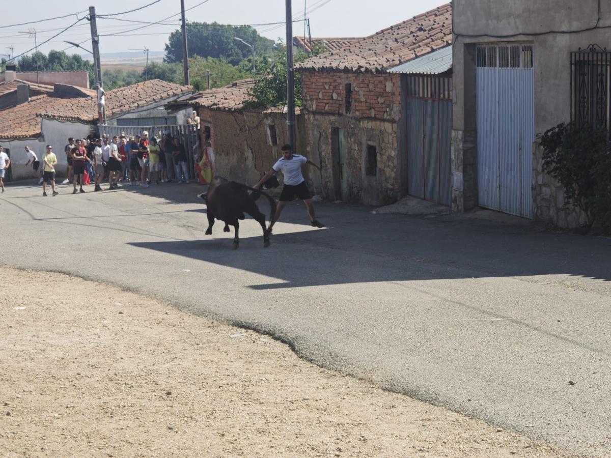 Unos toros "reservones" y unas vacas "muy bravas" ponen el broche a las fiestas de El Maderal Unos toros "reservones" y unas vacas "muy bravas" ponen el broche a las fiestas de El Maderal