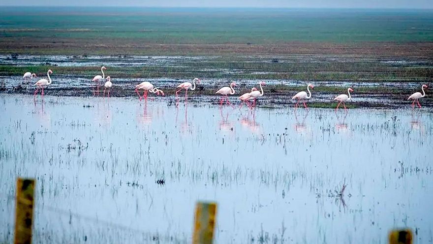 Aparece la primera gran señal de recuperación del Parque Nacional de Doñana