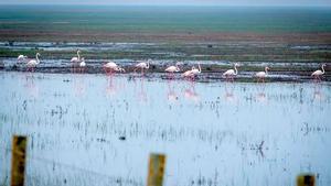 Aves en Doñana en una imagen de los últimos días.