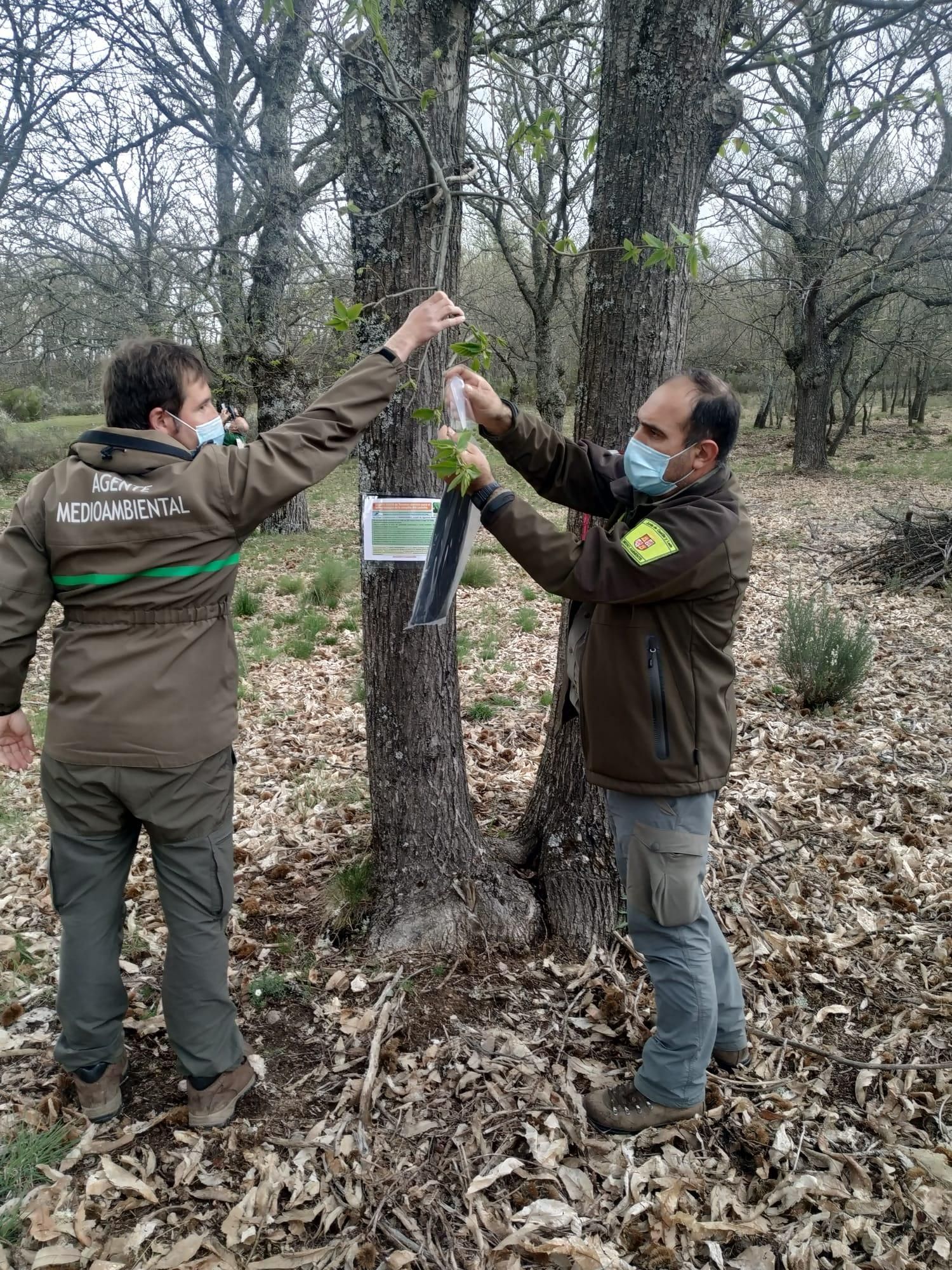 Suelta de ejemplares de torymus sinensis en un castaño de Sanabria.