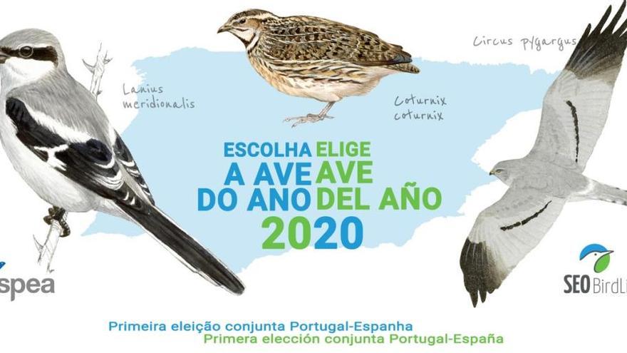 El cartel con las tres aspirantes a Ave del Año en España 2020.