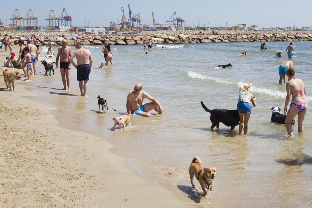 La playa para perros de Pinedo, a reventar