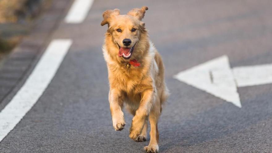 Abandona a su perra en una farola y deja una carta explicando el porqué