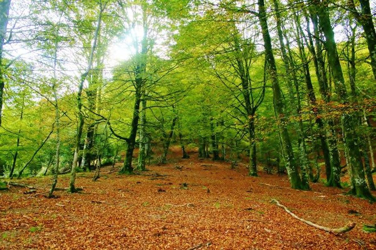 La selva de Irati es uno de los mayores bosques de hayas y abetos de toda España