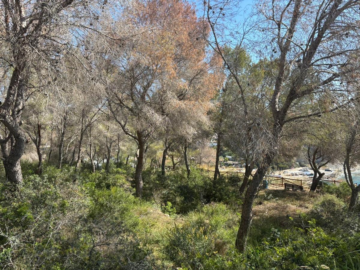 Los pinos que se retirarán están en espacios públicos del litoral