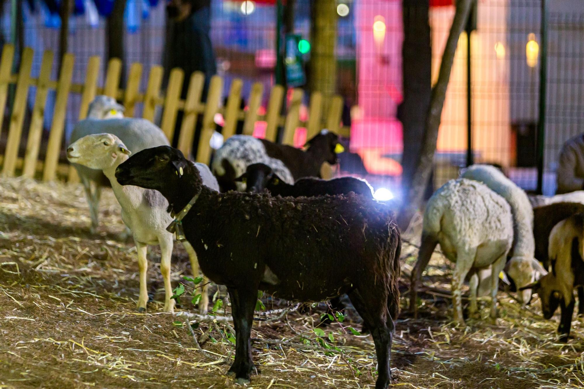 Así es el campamento de los Reyes Magos en Benidorm