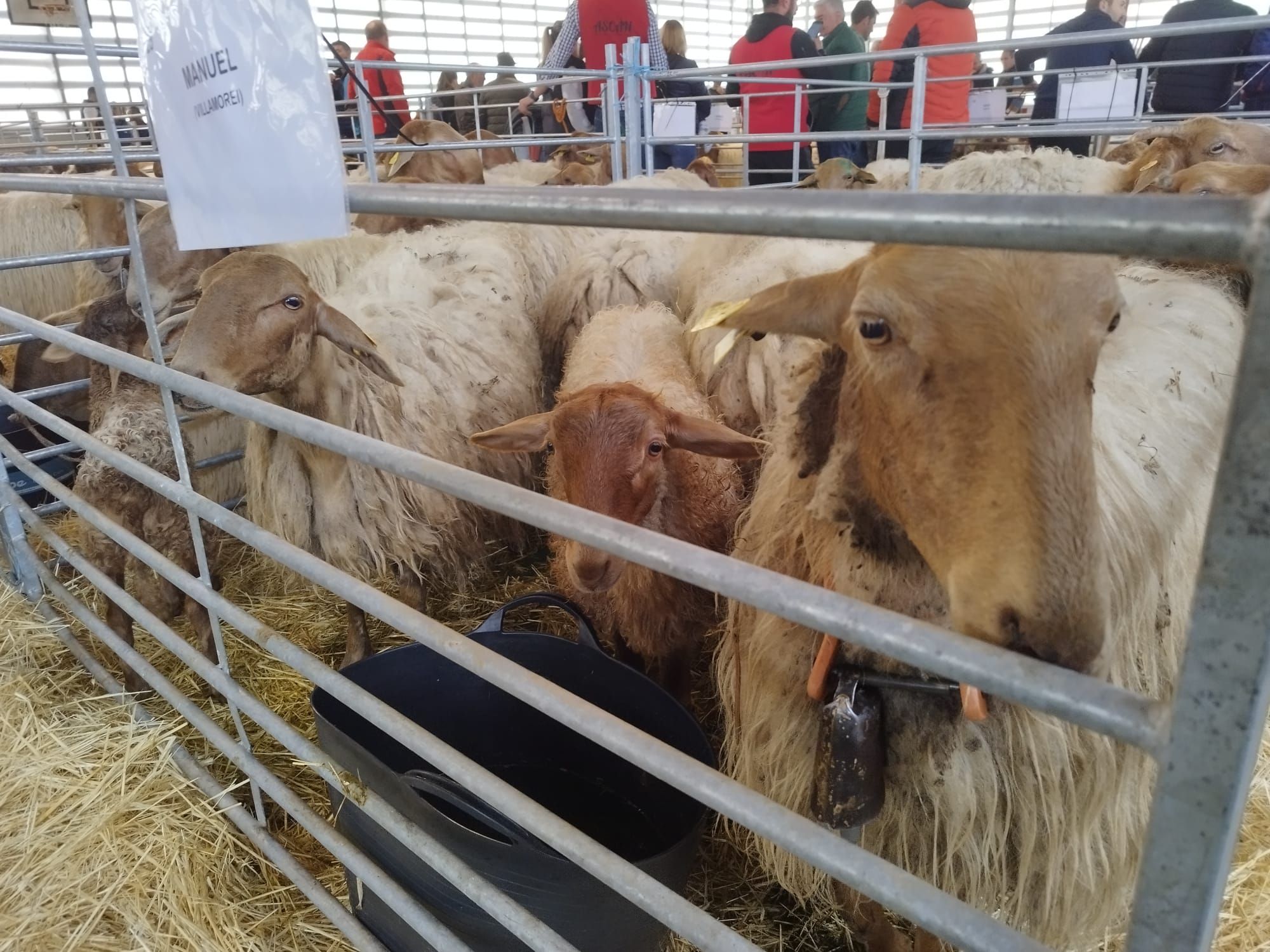 4º Concurso de Ovejas Carranzana y Exposición de Cabras en Soto de Agues (Sobrescobio)