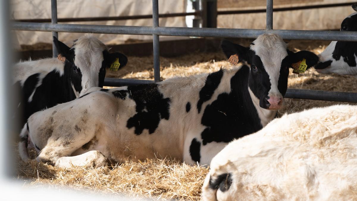 Explotación de vacas de leche en la provincia de Zamora