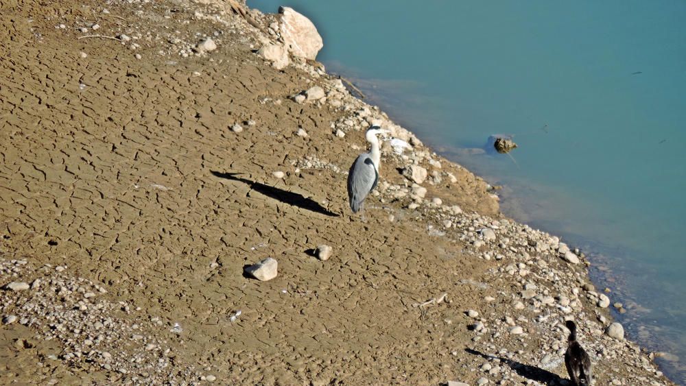 Ocell. A la vora del pantà de la Llosa del Cavall, mig buit, es passejava aquest bernat pescaire, atent per si veia algun peix.