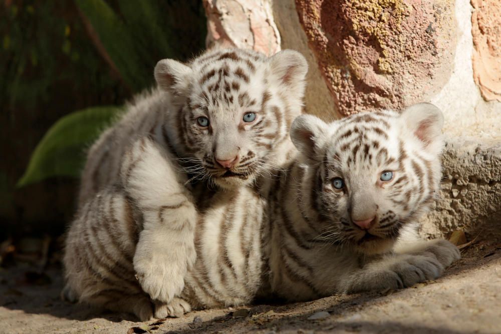 Newborn white Bengal tiger cubs are shown to the ...