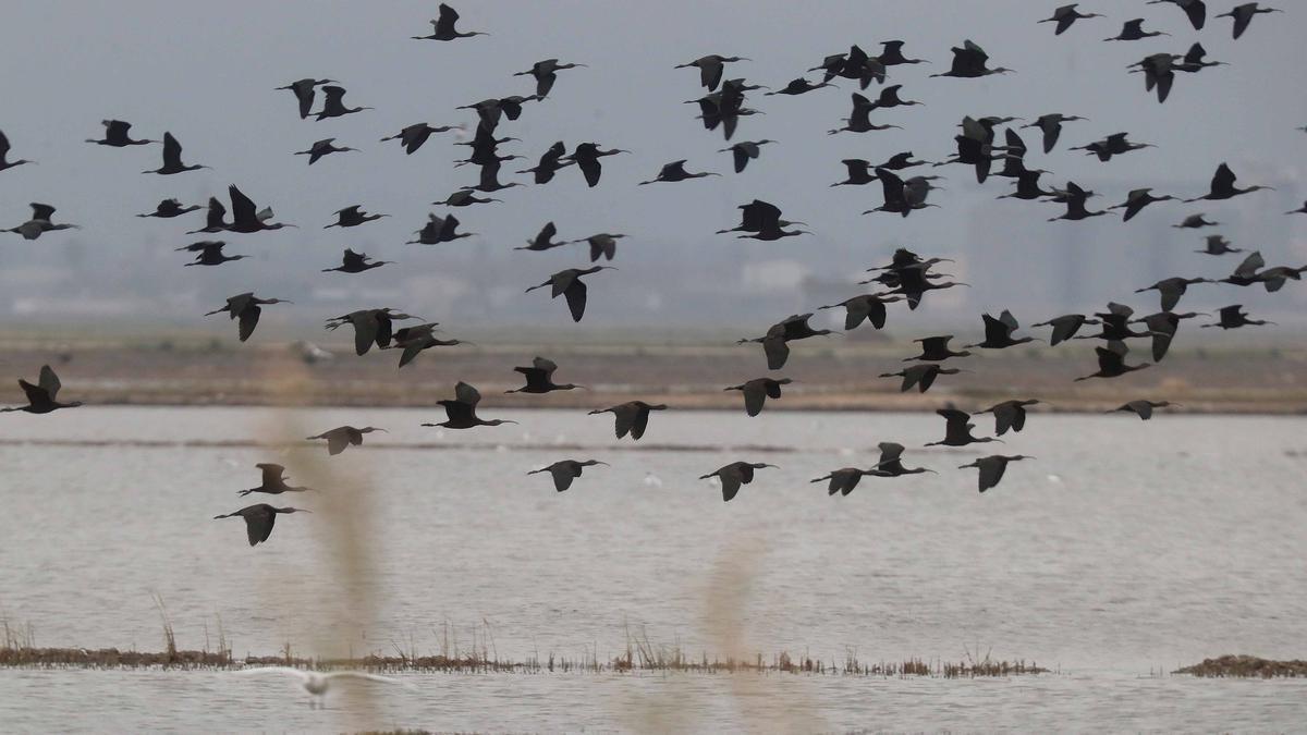 Una bandada de aves sobrevuela el Parque Natural de la Albufera.