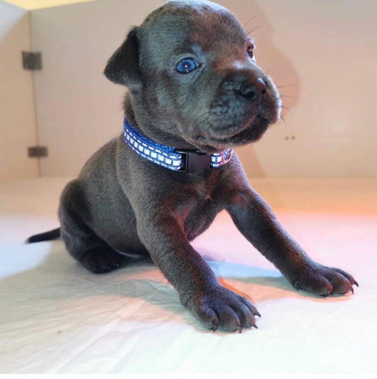 Harley cuando aún era cachorro.