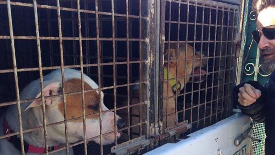 Retornen a la propietària els pit bulls que van atacar un home