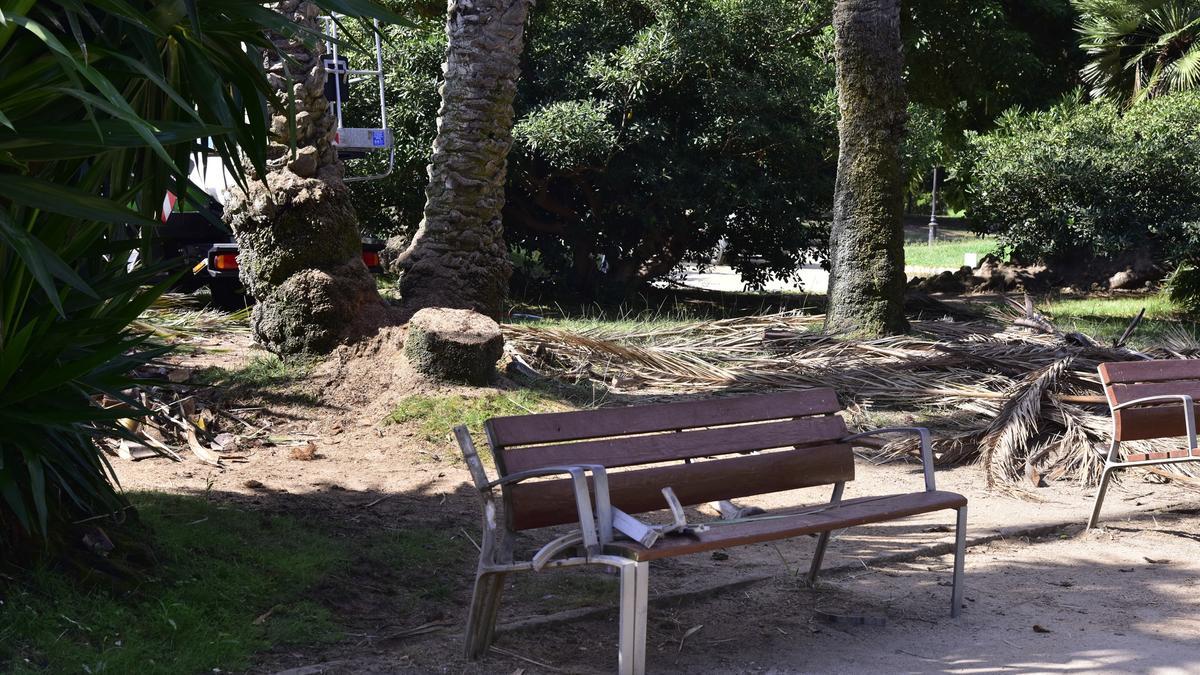 Archivo - Zona del parque de la Ciutadella (Barcelona) donde el martes día 25 de agosto perdió la vida un hombre de 41 años y resultó herida una mujer al caerles encima una palmera del recinto. En Barcelona, Catalunya, (España), a 26 de agosto de 2020.