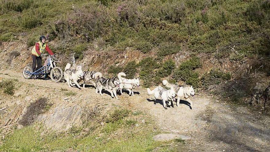 La VII Travesía de Mushing Camino de Santiago recorrerá la Ecovía do Támega