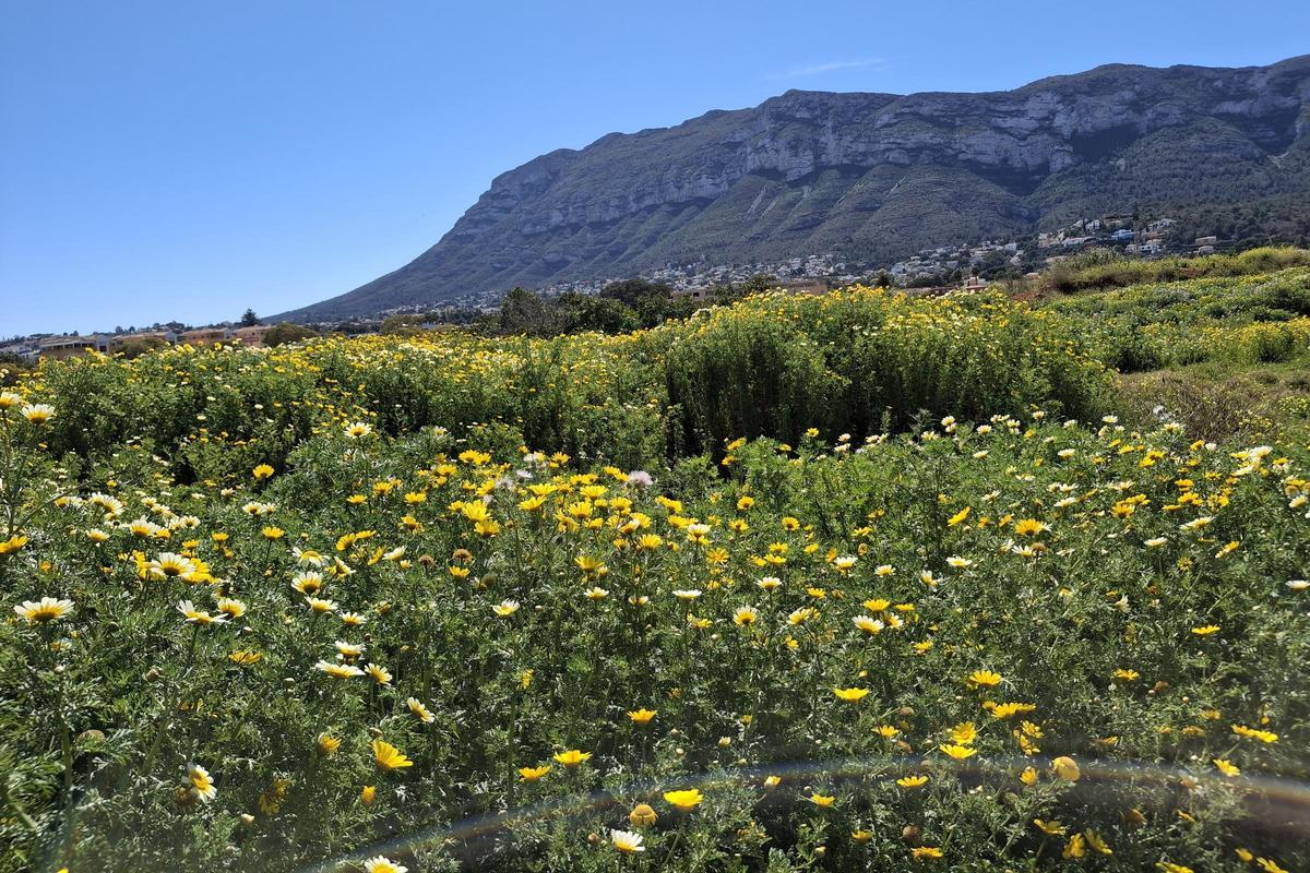 Los terrenos, ahora repletos de flores, del que será el gran parque de les Alqueries de Dénia