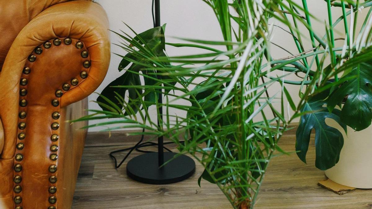 PLANTAS | Kentia, la planta de interior más grande y elegante que puedes  tener en casa