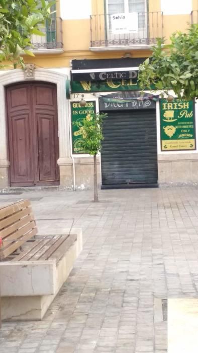 Imágenes de los árboles en la plaza de la Merced.