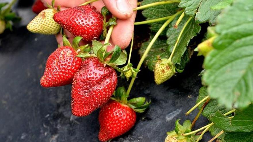 Cultivo de fresas en la finca La Palma de Valsequillo