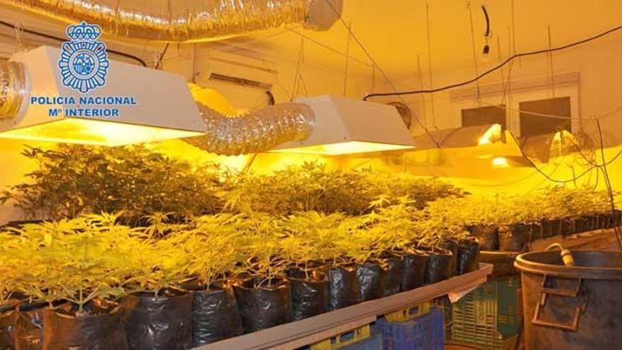 Desmantelan dos cultivos con más de 3.500 plantas de marihuana