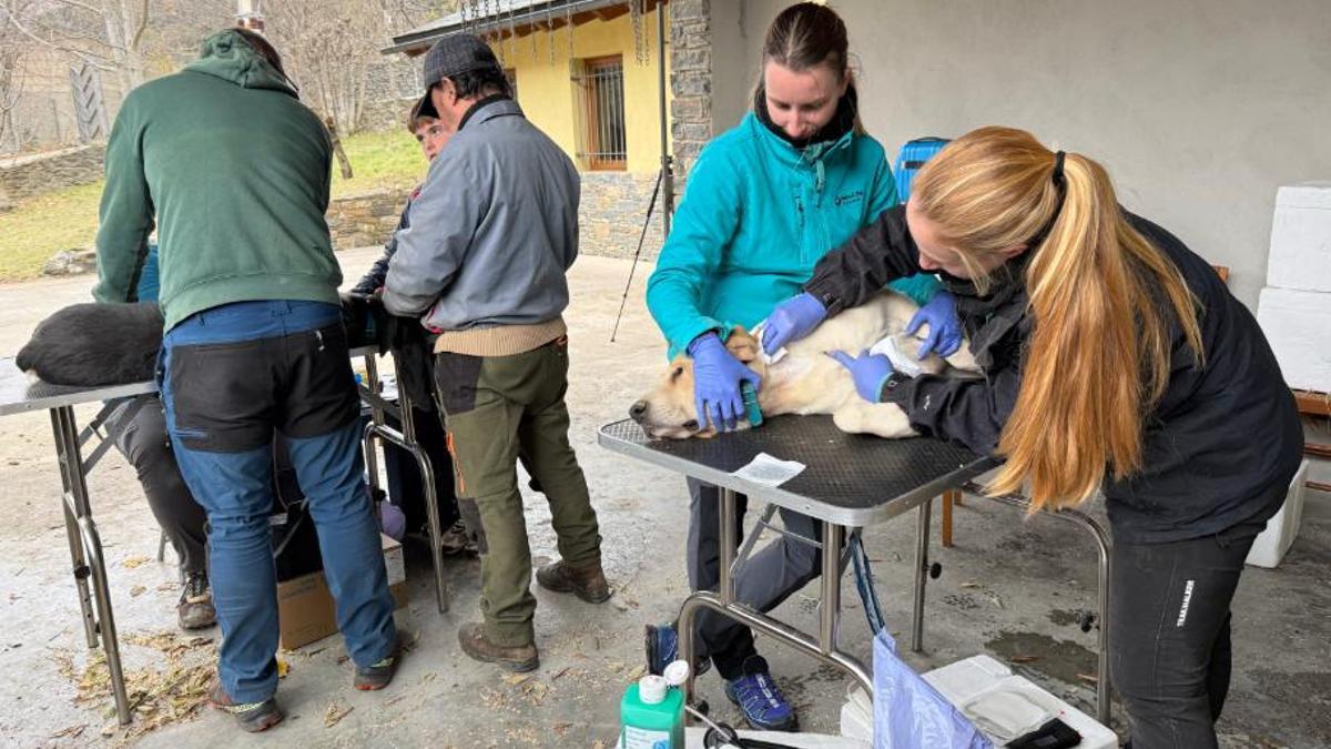 Una veterinària traient sang a un gos