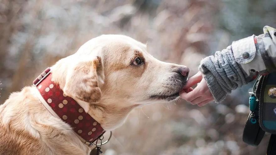 8 técnicas efectivas para que tu perro se tome la medicación sin estrés, sin forcejeos y sin que escupa las pastillas