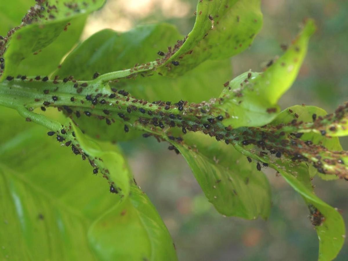 Planta atacada por una plaga