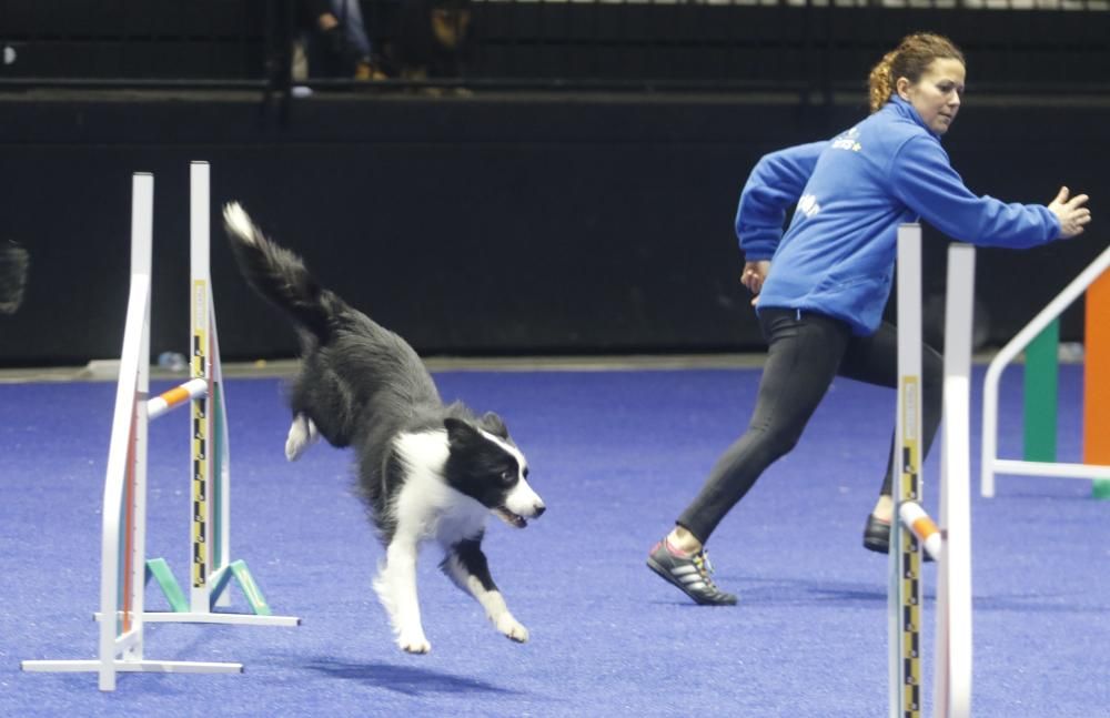 La Exposición Canina de Vigo cierra una nueva edición con grandes resultados.