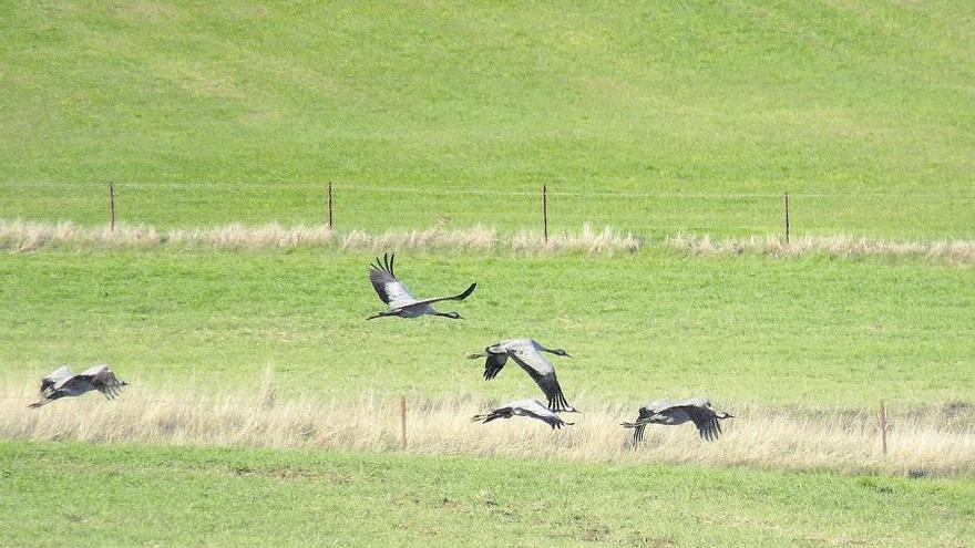 Grulla común, indicadora del cambio