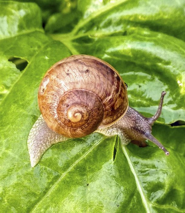 Cargol. Aquest cargol, fotografiat dies enrere, va deixar la seva closca per sortir a menjar.