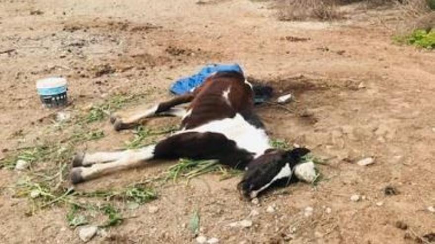 Tierquälerei: Besitzer lässt drei Pferde in Son Servera auf Mallorca fast verhungern