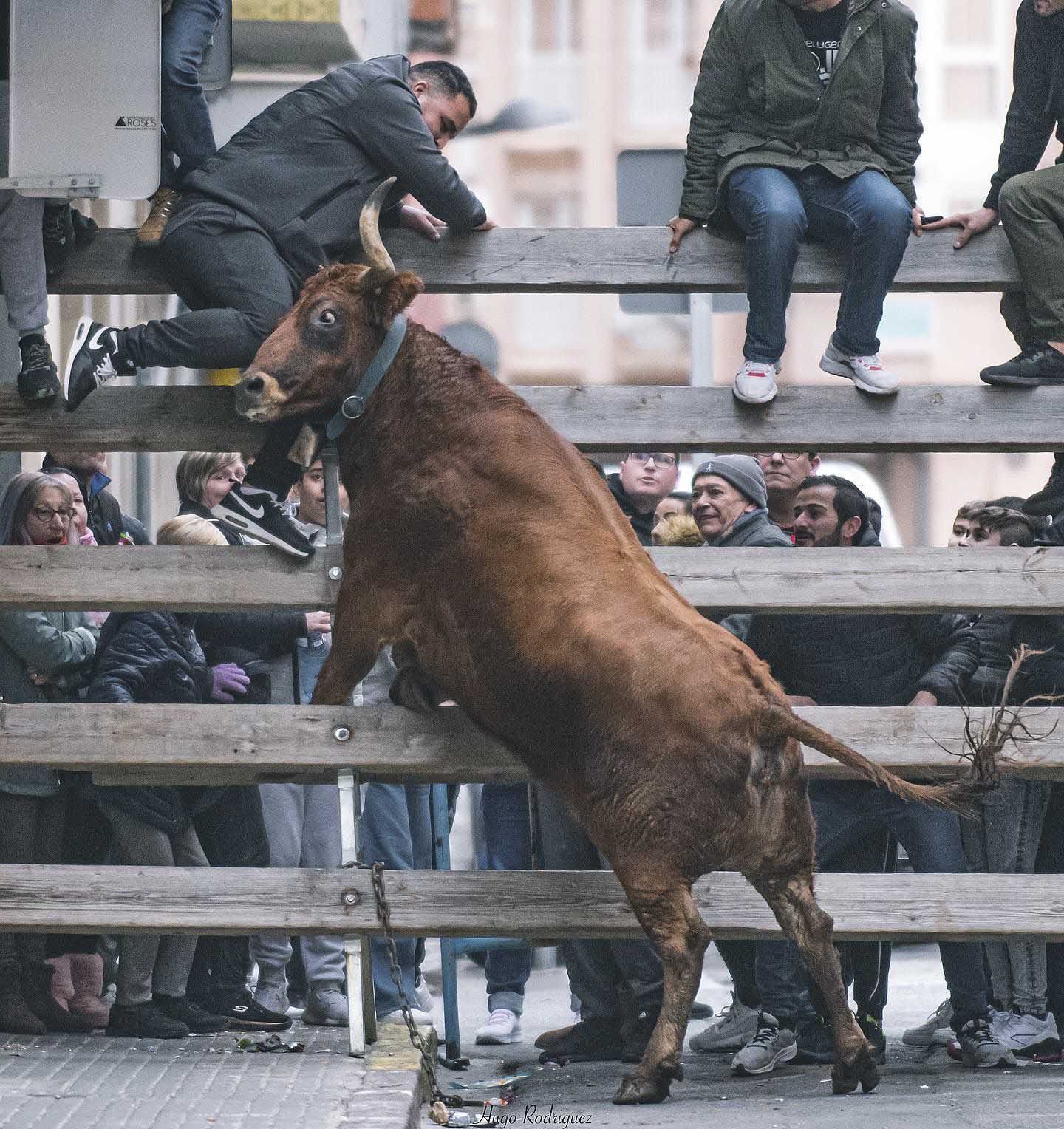 Actos taurinos por Sant Antoni en Sagunt