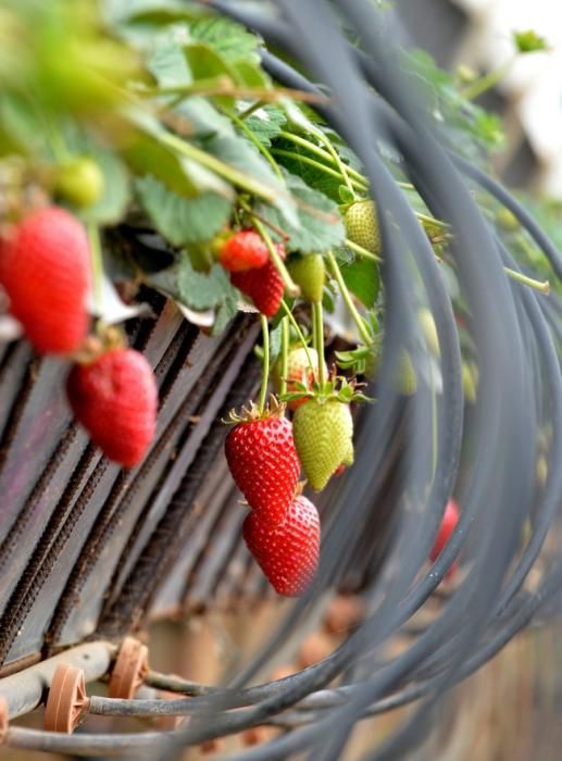 FRESAS VALSEQUILLO