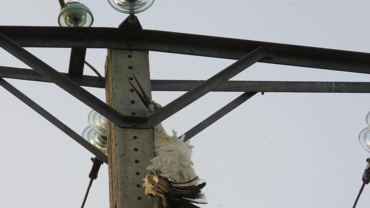 Cigueña electricutada en un tendido eléctrico. Ecologistas Zamora.