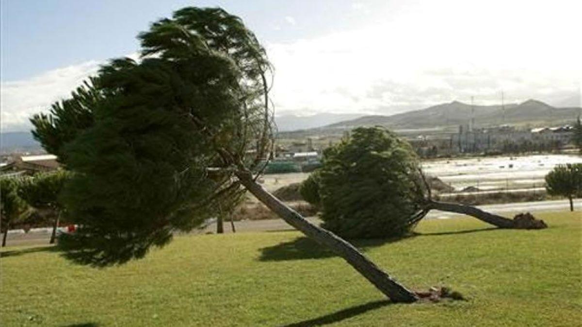 Árboles tumbados por el viento.