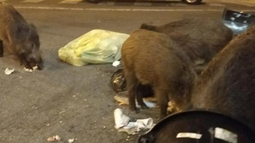 Jabalíes comiendo basura ayer por la noche justo delante del centro.