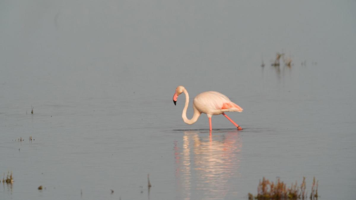 Imágenes de las Marisma del Coto de Doñana.
